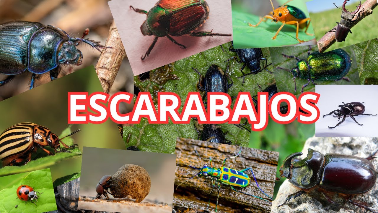 Los Escarabajos. Escarabajos terrestres. Que comen los escarabajos Explorando y aprendiendo con Eco!