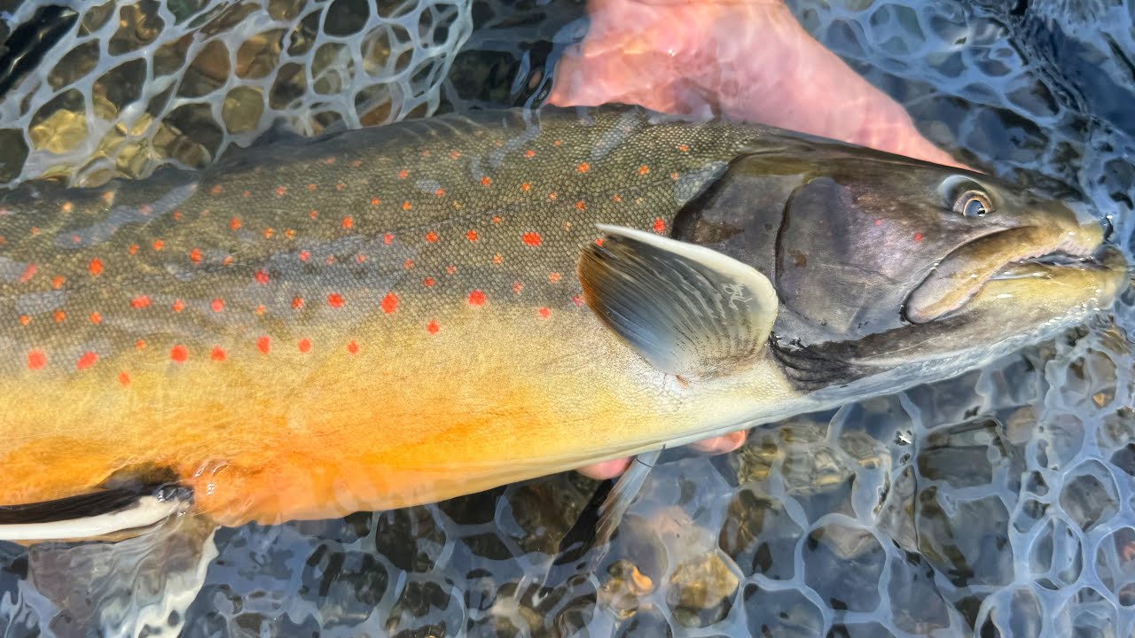 DREAM DAY FLY Fishing TROUT in WASHINGTON Mountains!