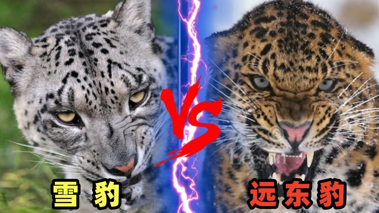 雪豹vs远东豹，谁是继老虎之后，战斗力第二强的中国大猫呢？