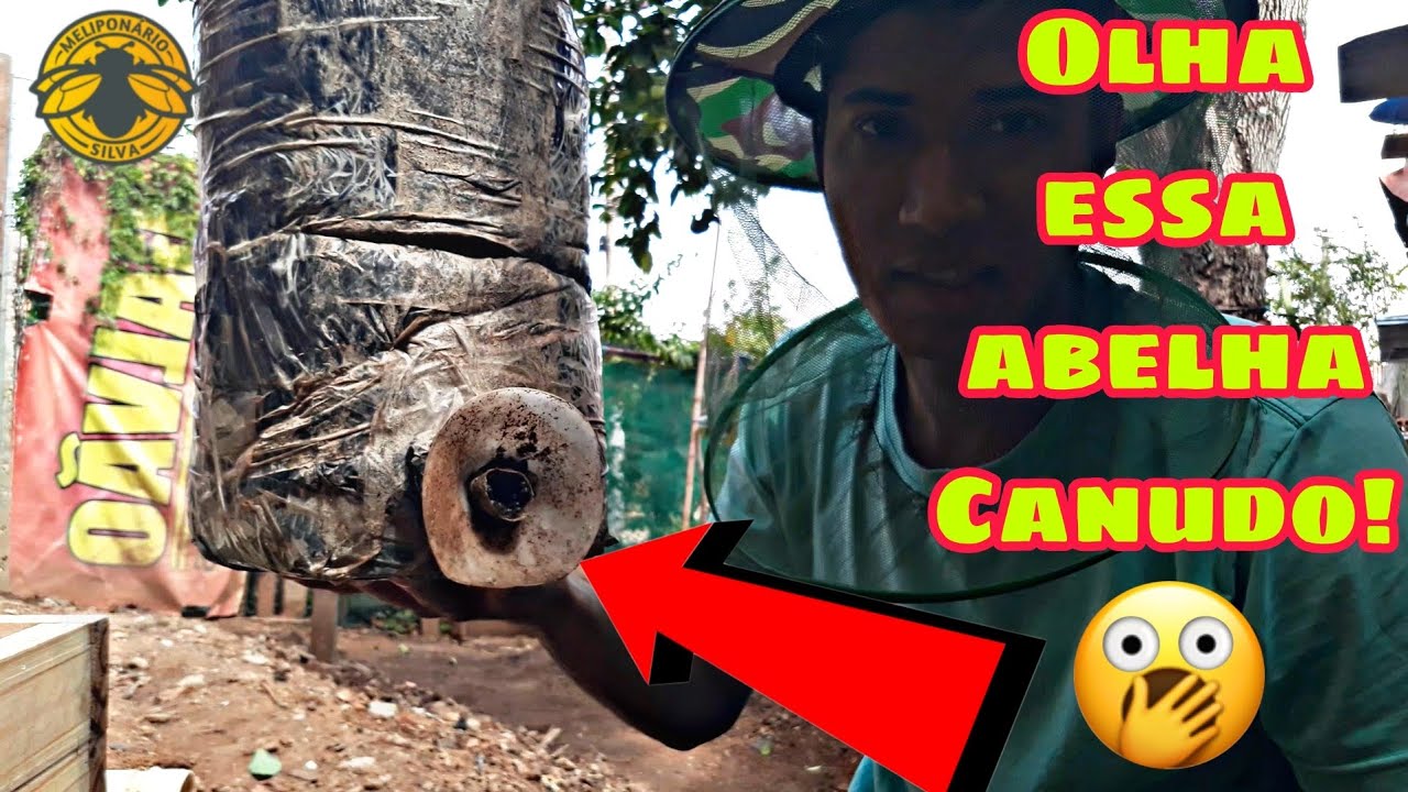 Transferência de abelha canudo da isca de 7 litros para caixa (scaptotrigona depilis)