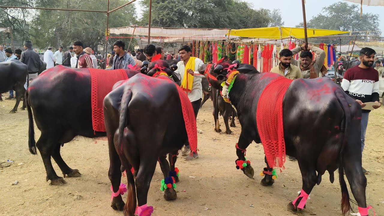 #शानदार  Black Gold 🪙🥇🥇 मुर्रा के नगीने 