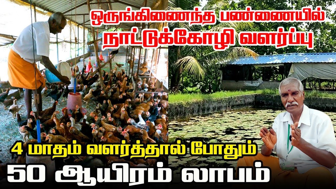 4 மாதத்தில் 50 ஆயிரம் லாபம் | நாட்டுக்கோழி வளர்ப்பு | Integrated Farming | Iyarkai Annai