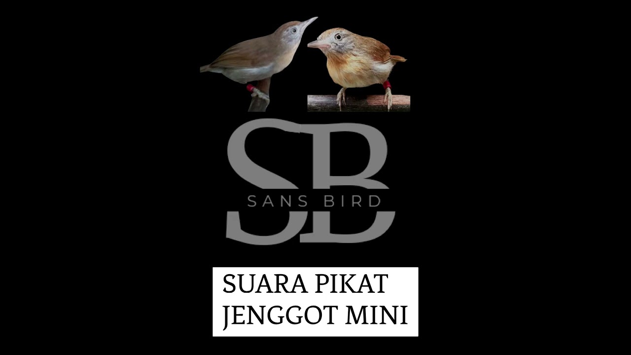 Suara pikat jenggot mini paling ampuh