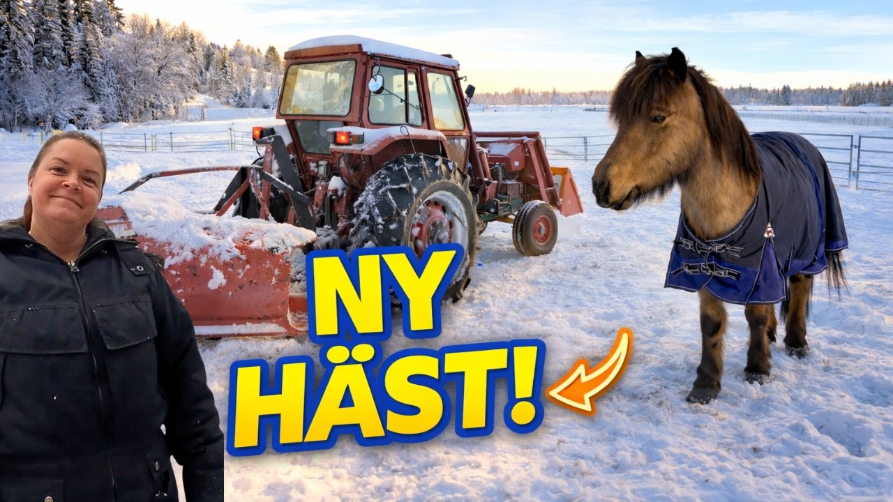 Fixar för att hyra ut stallplats – traktorjobb & ny häst!