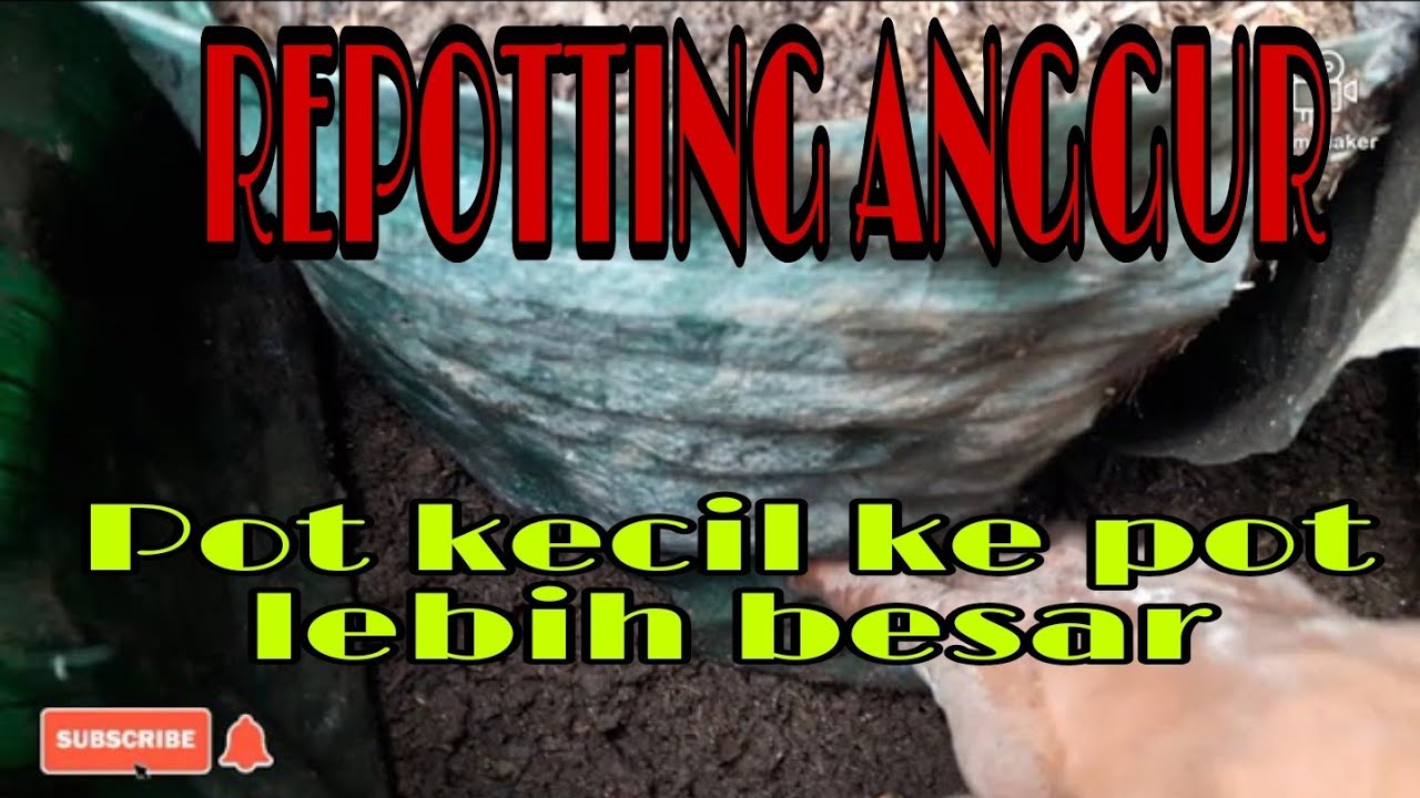 Anggur Ninel #part 2 | Repotting ke pot yang besar