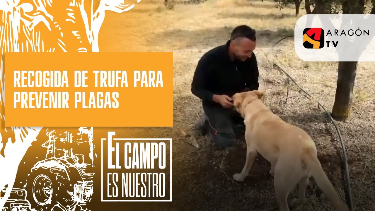 Recogida de trufa temprana para prevenir plagas / Raúl Deoiz