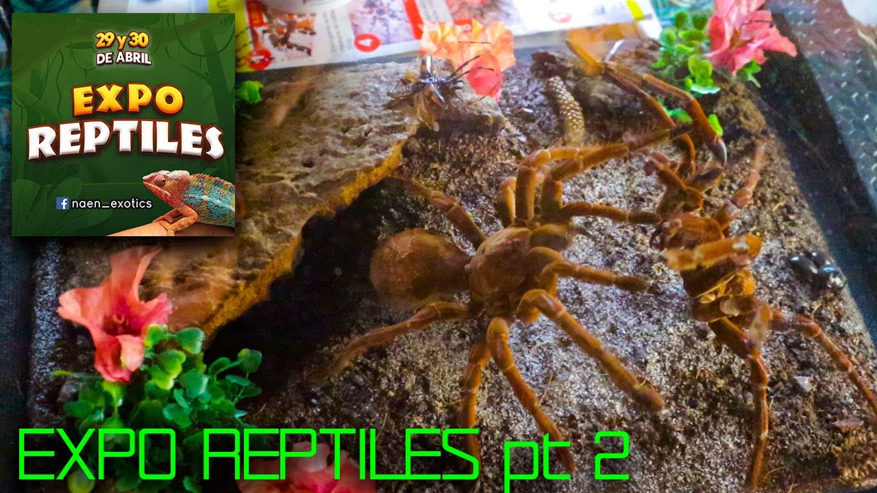 EXPO REPTILES pt 2 | PECES BETTA | TARANTULAS | ALIMENTO PARA REPTILES | POGONAS | COCODRILO |