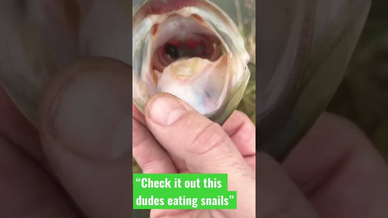 Do Bass Eat Snails??? 