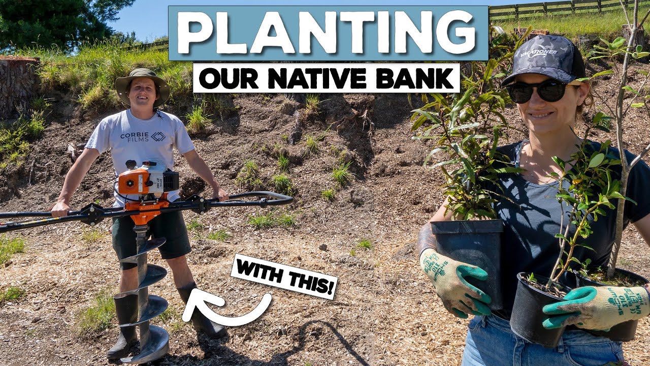 The Planting Begins (NZ Natives)