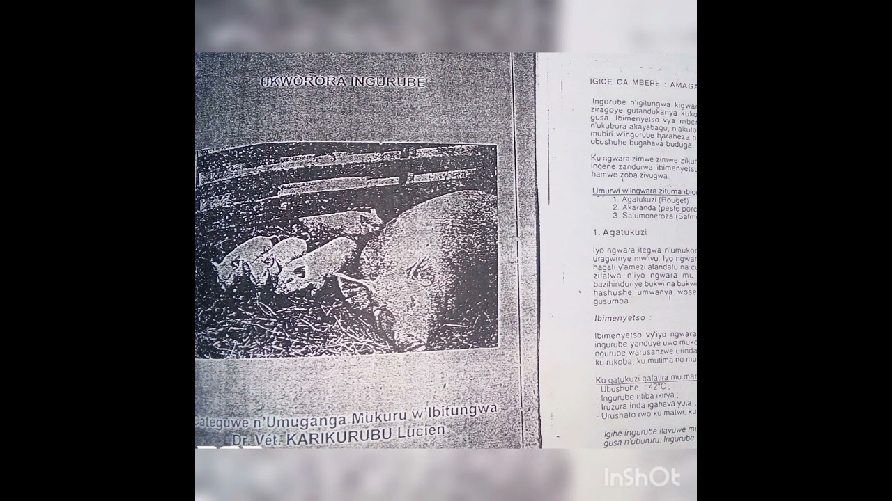 Igice ca 2: ubworozi bw'ingurube/kwimisha ingurube neza no kumenya igihe co kuvyara