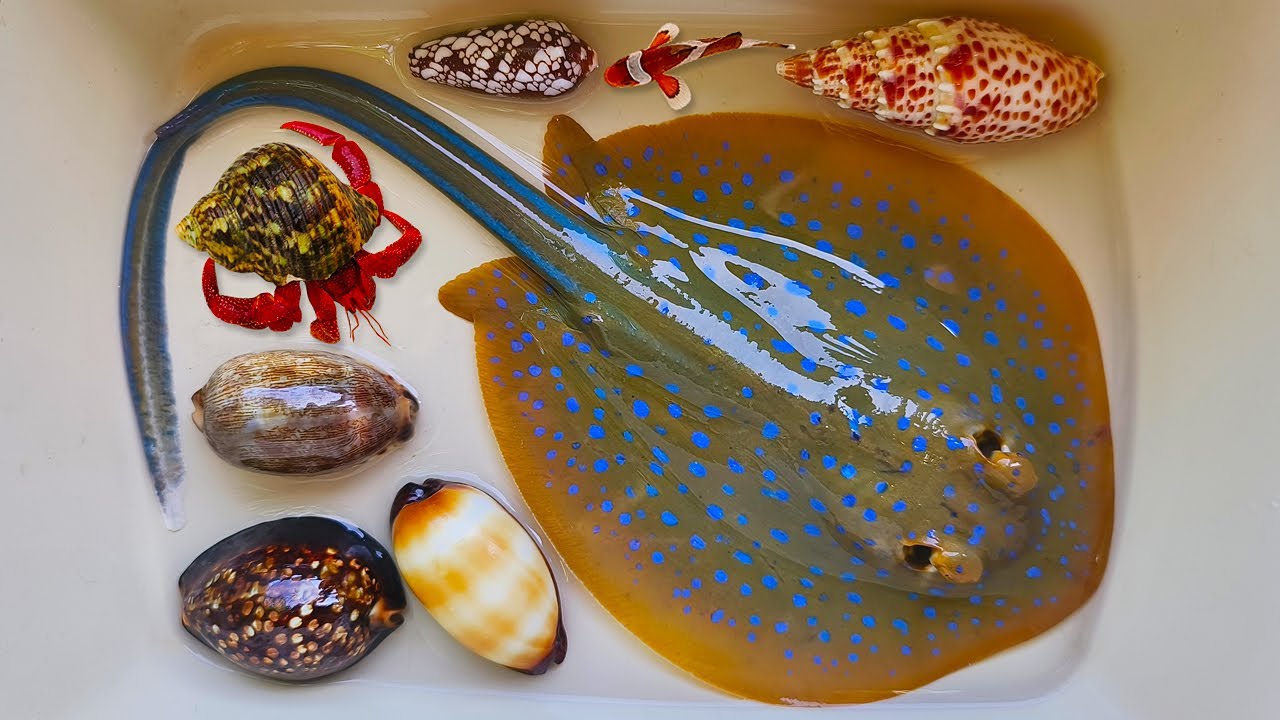 Tangkap ikan pari dan kelomang, siput, keong, belut, kepiting, ikan laut, starfish, ikan nemo, ikan