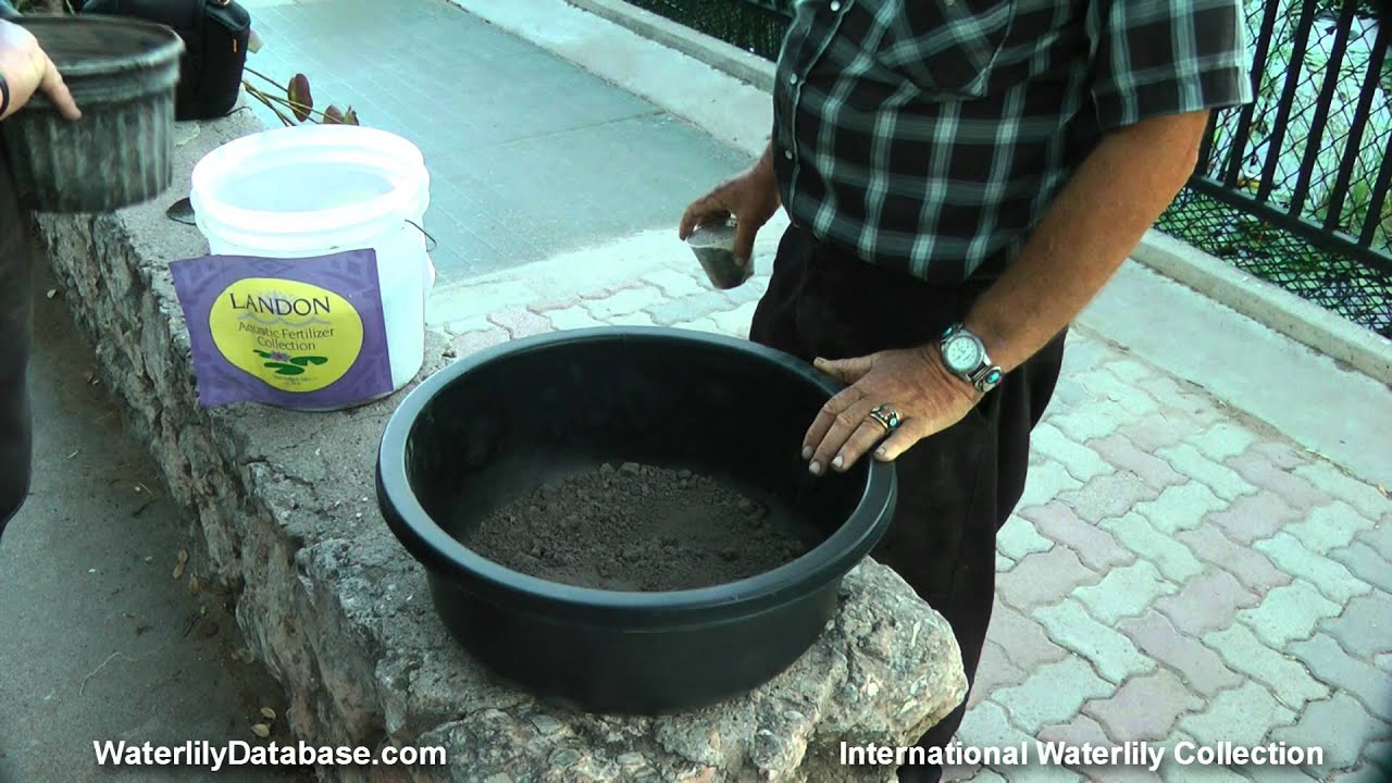 Repotting an overgrown Hardy Waterlily with Ken Landon