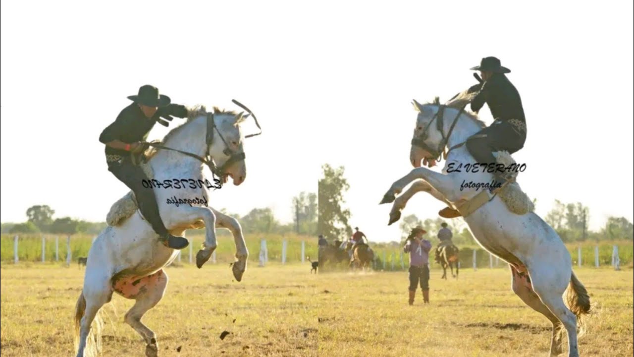 cincha de cuero crudo