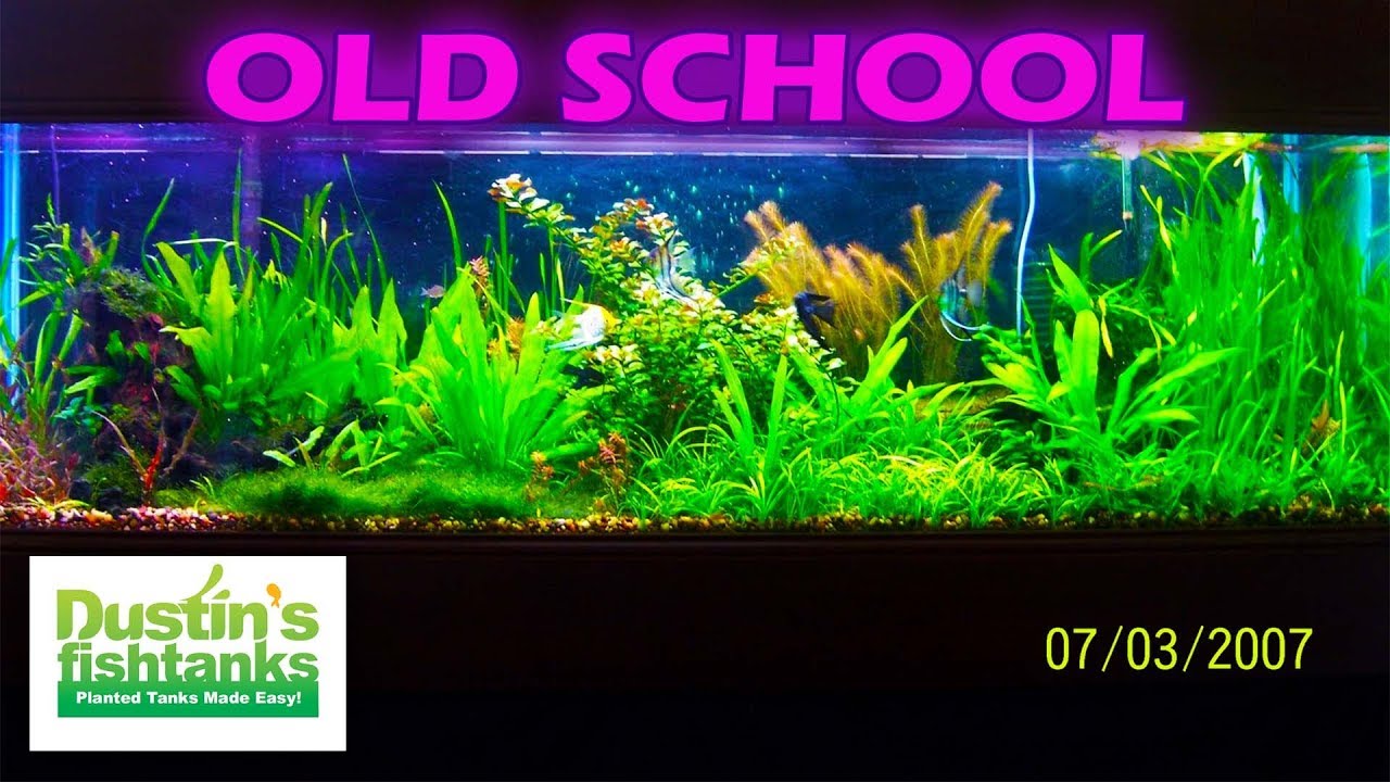 BIRTH to DEATH Throw Back - Old 125 Gallon Planted Aquarium Remix