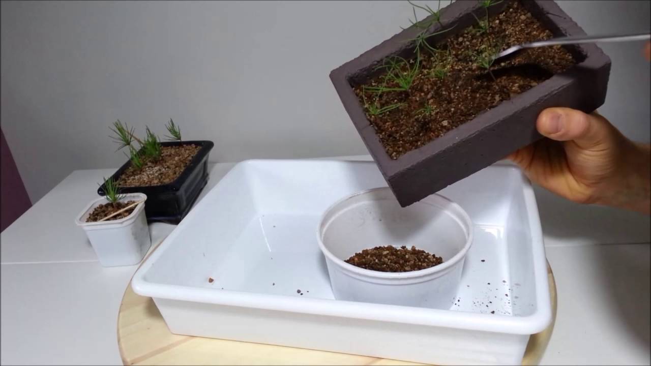 Esquejado de Pino Negro Japonés || Nebari perfecto || Cultivo Paso a Paso