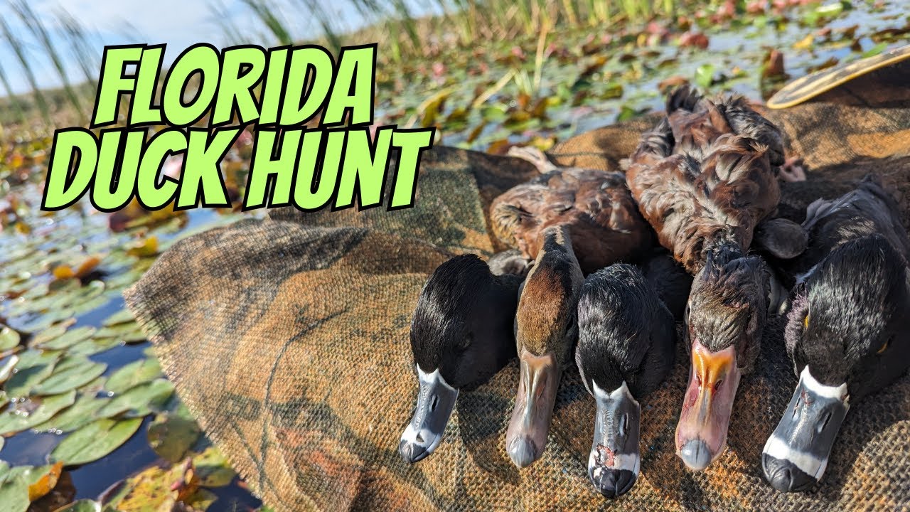 DIY DUCK HUNTING! { Florida public land } SOLO hunt! Whistling ducks and Ringers!!!