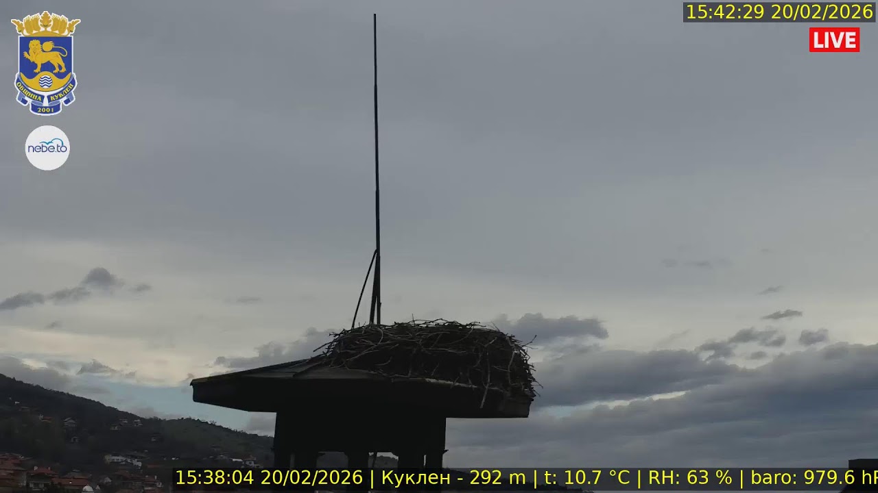 🔴Куклен, гнездото