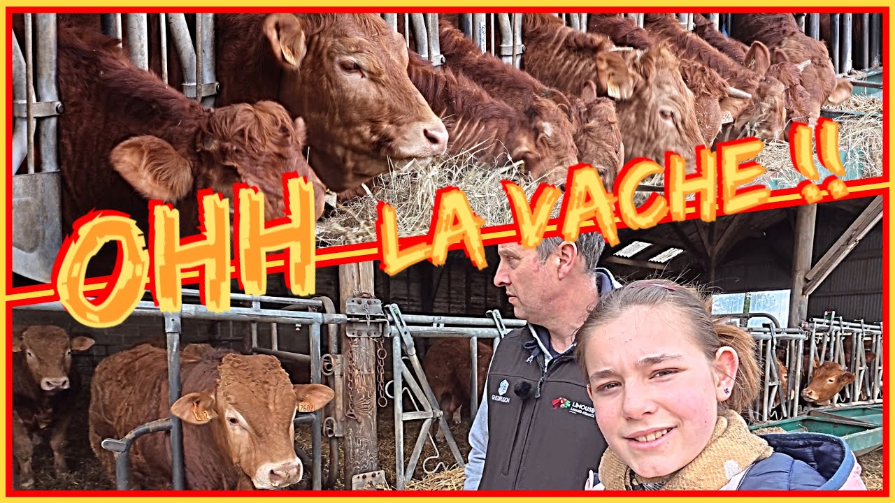 DES LIMOUSINES 🐮 DANS LE PAS DE CALAIS reportage dans un élevage de vaches rousses