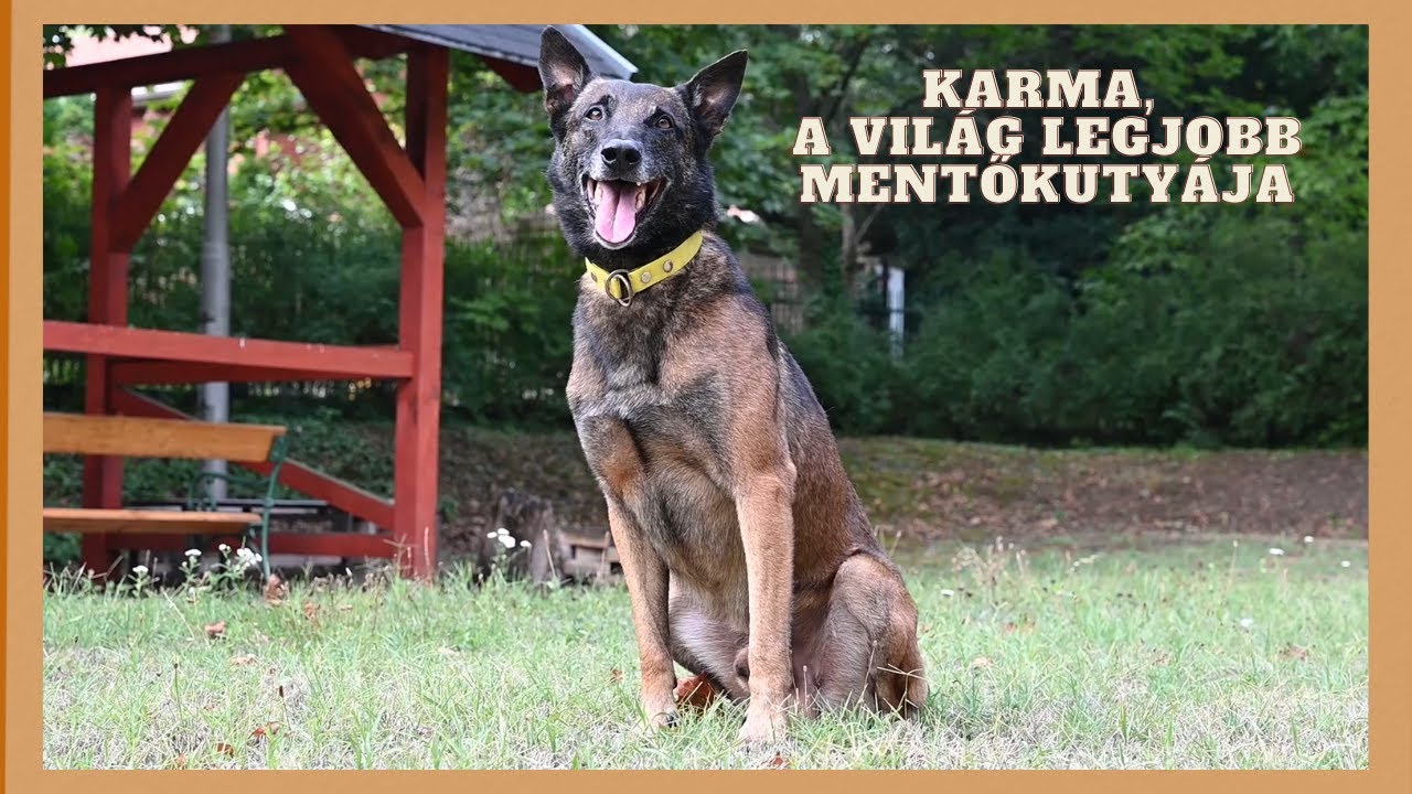 Karma, a világ legjobb mentőkutyája