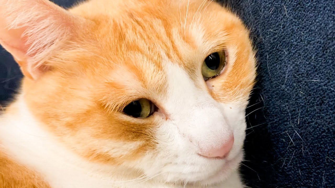 眠すぎると顔面偏差値が急にブレ始めるねこ。