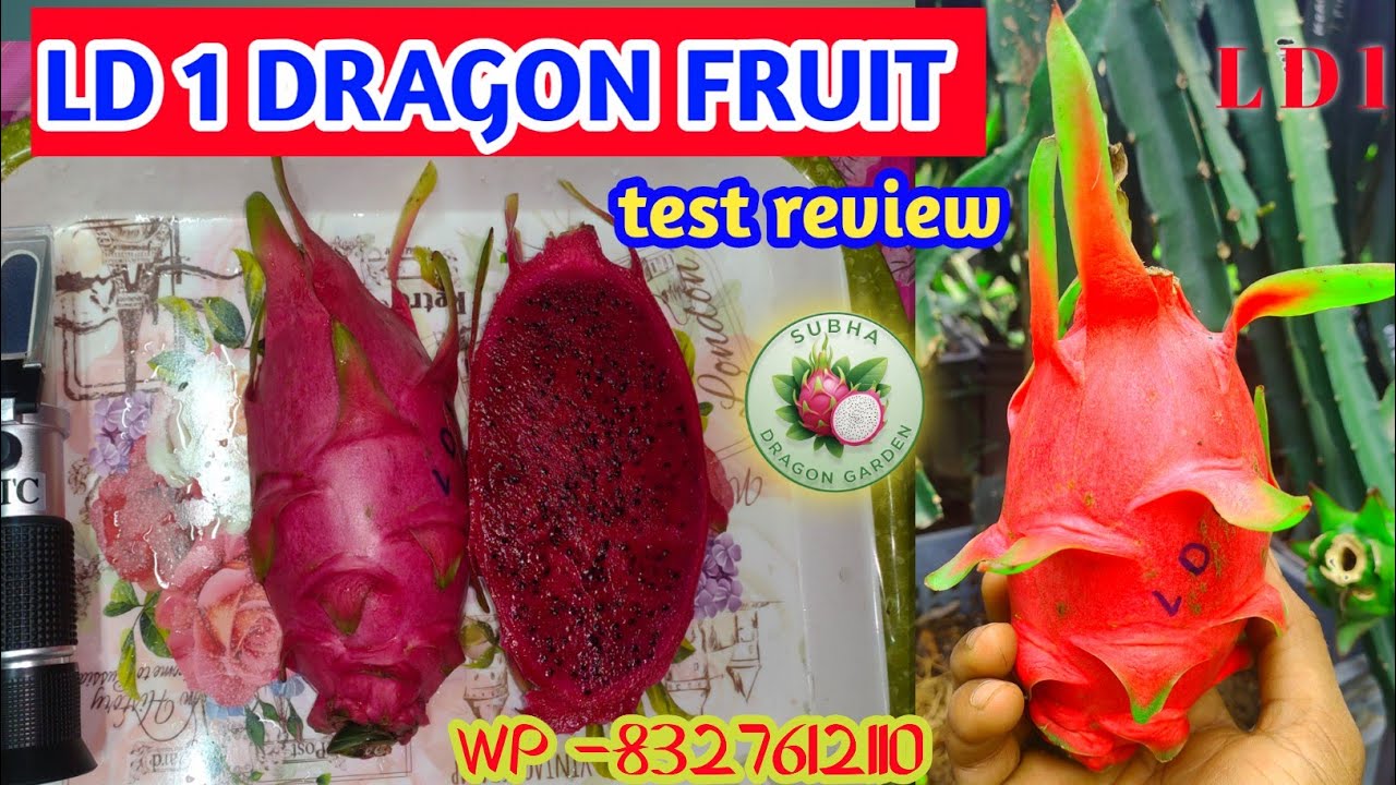 LD 1 Dragon fruit test review/ LD 1 Dragon fruit sugar test