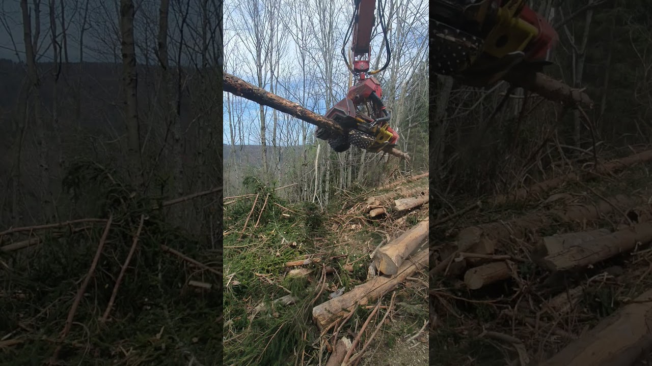 Woody 50 auf Cat 316 D