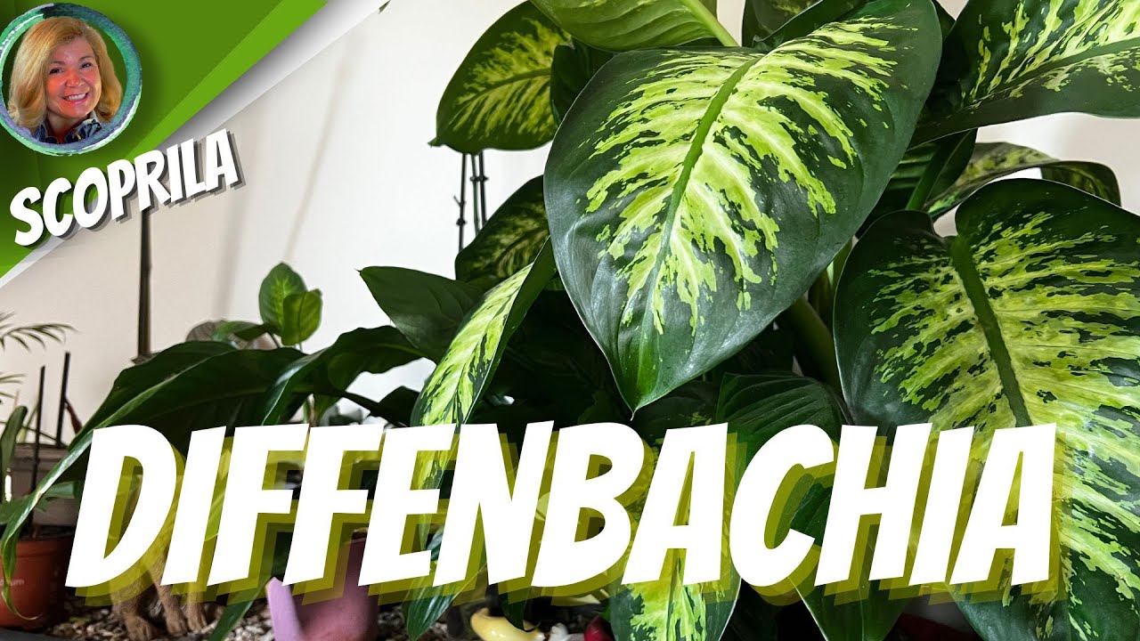 DIFFENBACHIA guida definitiva, coltivazione e cure