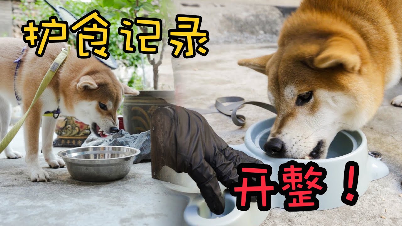 护食与跟随练习，能不能学到看你们了 | 一浩