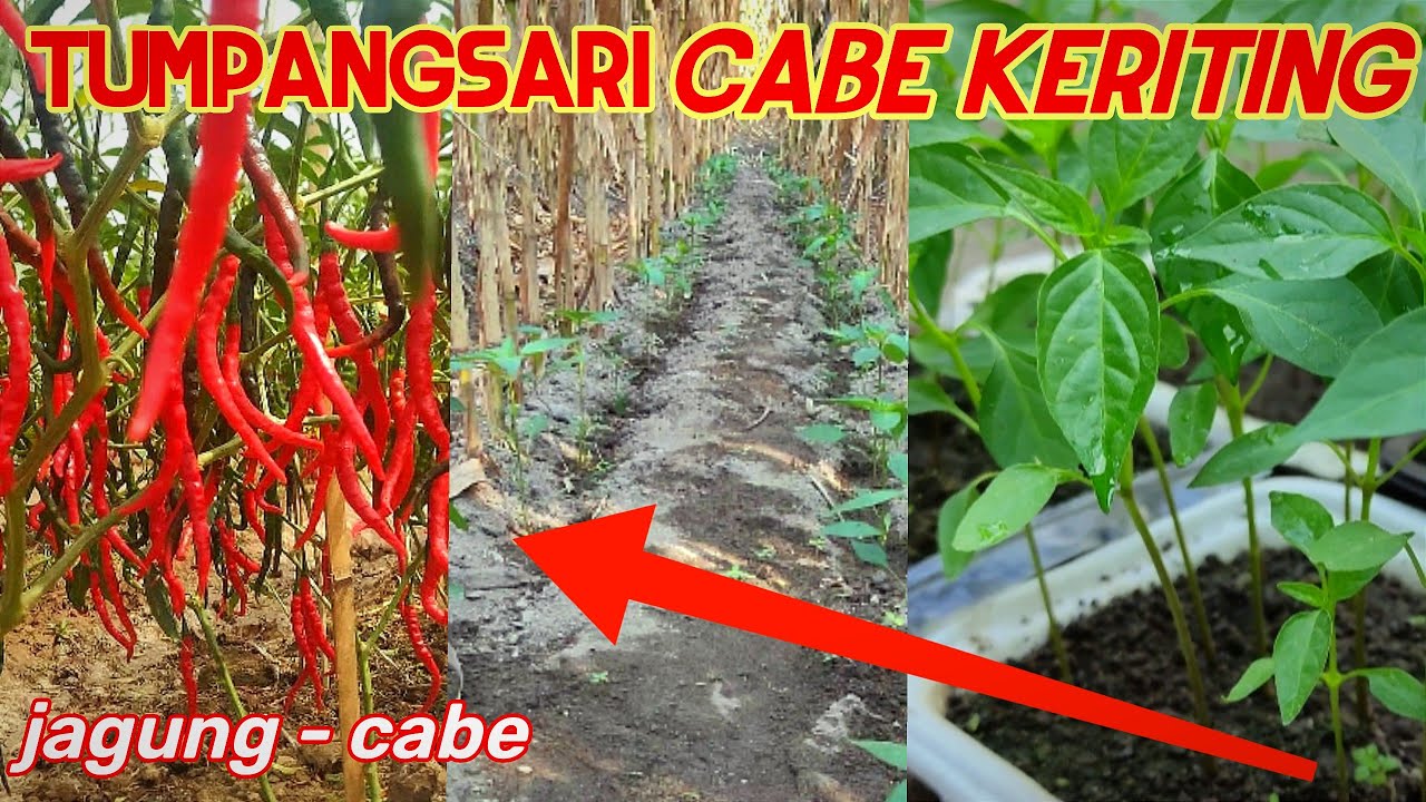 CABE KERITING DI TUMPANGSARI DENGAN JAGUNG!!! @JAMKOSSTV