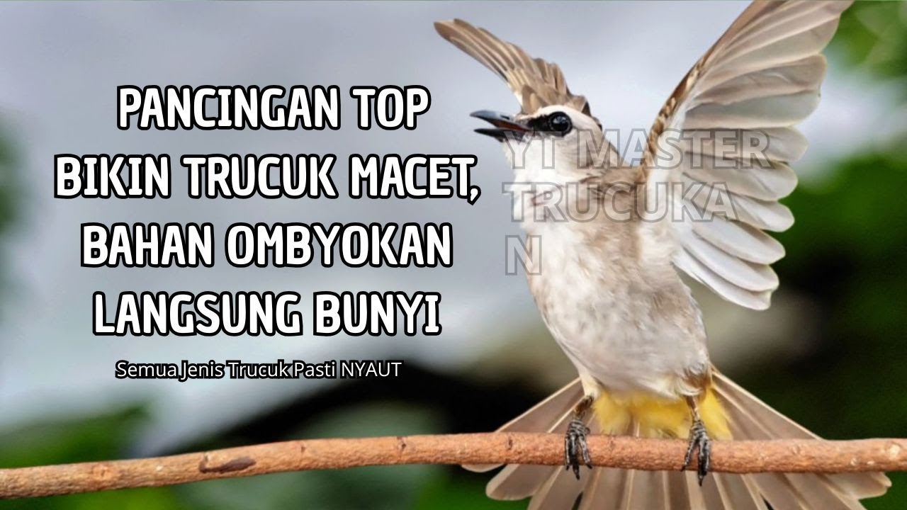 Trucukan GACOR ngalas ROPEL PANJANG suara alam AMPUH buat pancingan jadikan trucuk Gacor GARUDA