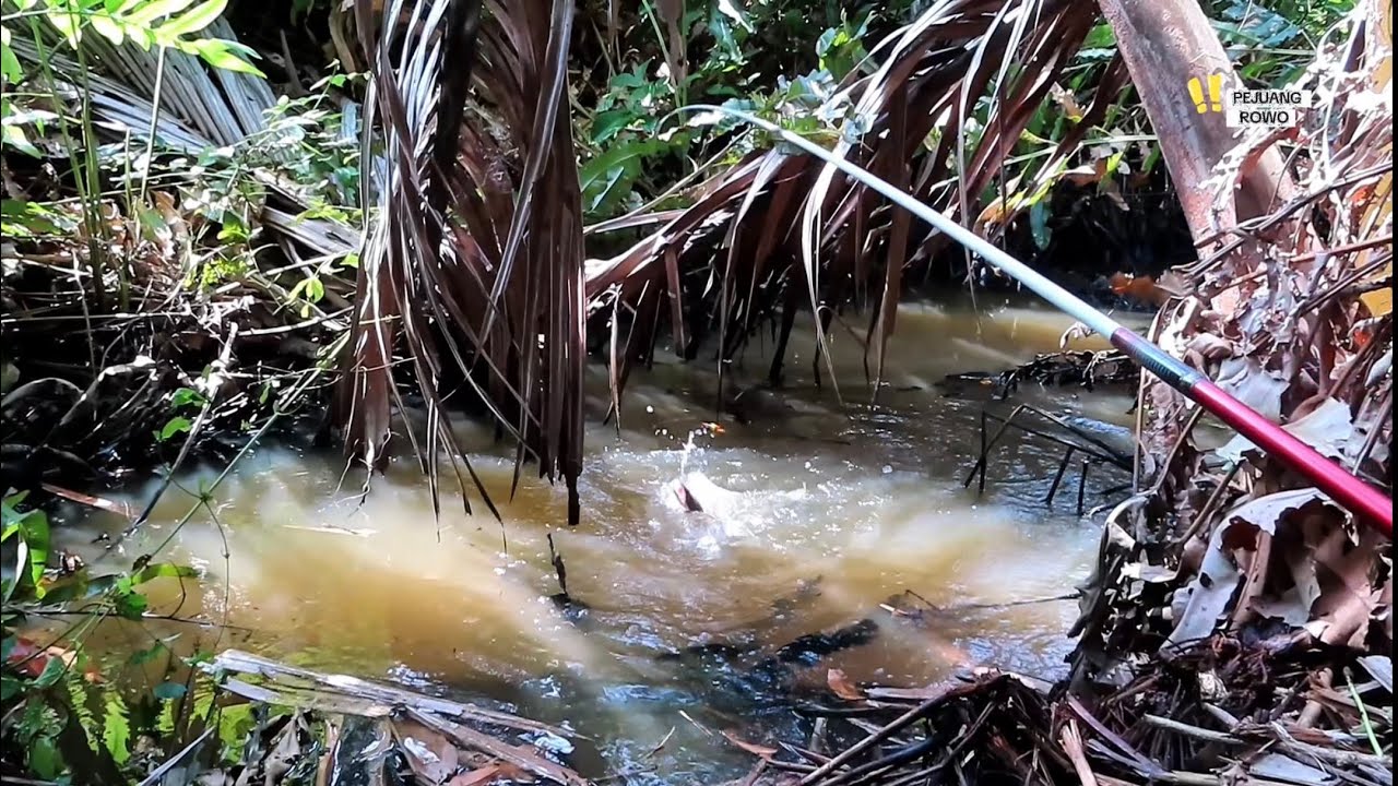 Pemancing 100% ngiler 