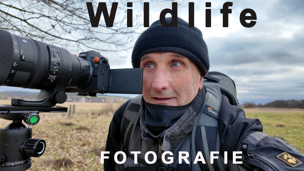 Wildlife Fotografie mit Sigma 150-600mm 