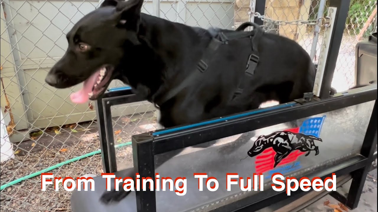 Slatmill Training For German Shepherd Dog 😅 From Beginning To Full Speed 