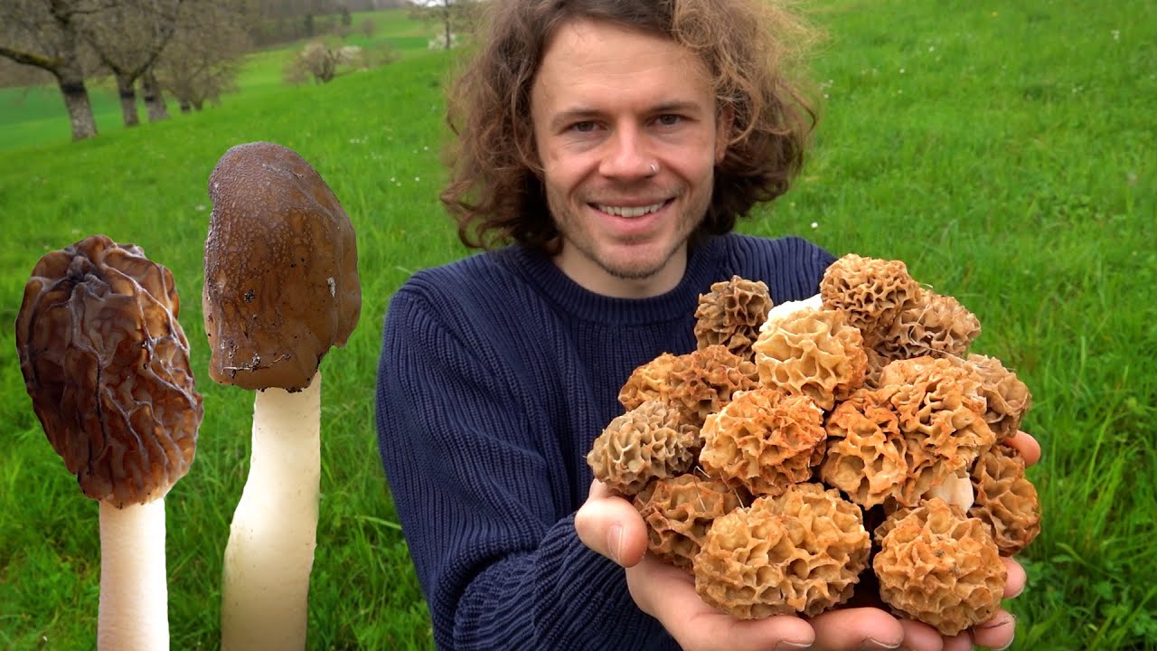 Besser geht's nicht: Morcheln, Verpeln, Rüblinge - Pilze jetzt im April 2024