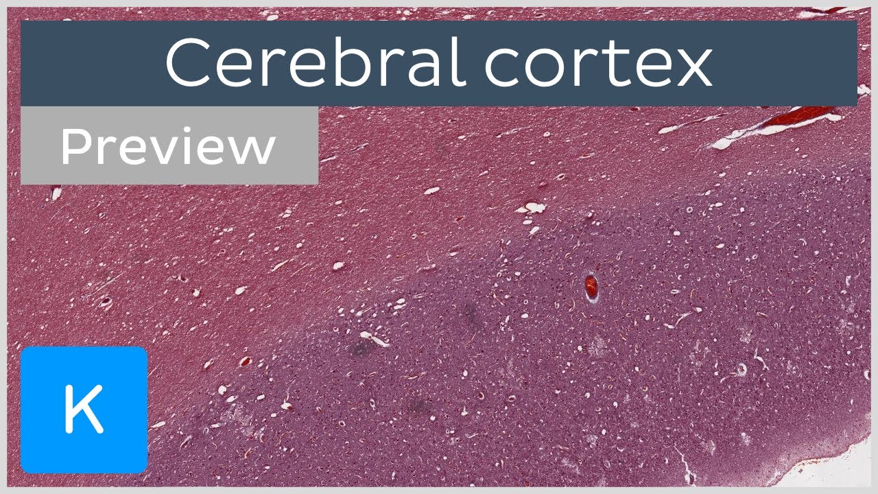 Cerebral cortex (preview) - Human histology |&nbsp;Kenhub