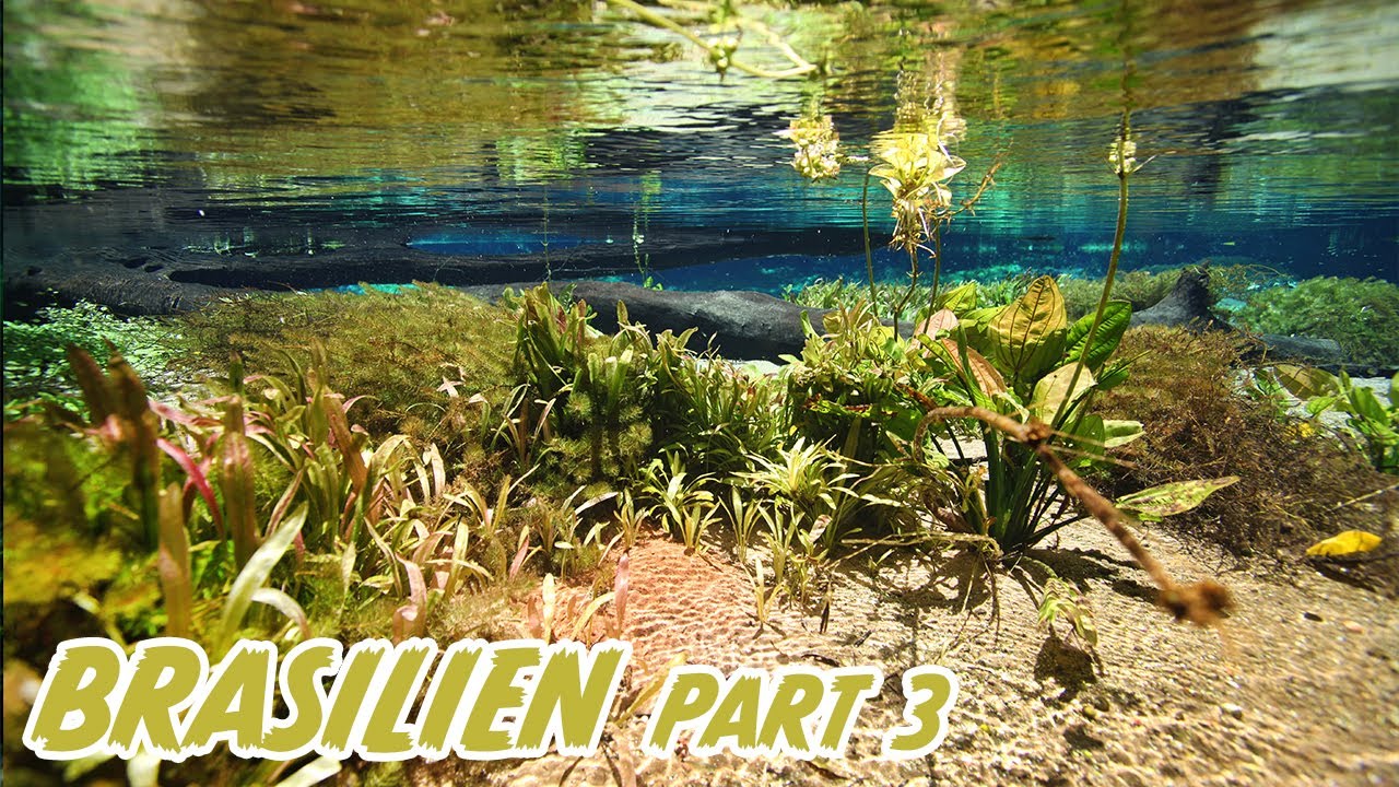 Reise durch die atemberaubende Unterwasserwelten BRASILIENS mit Chris Lukhaup (Part 3)