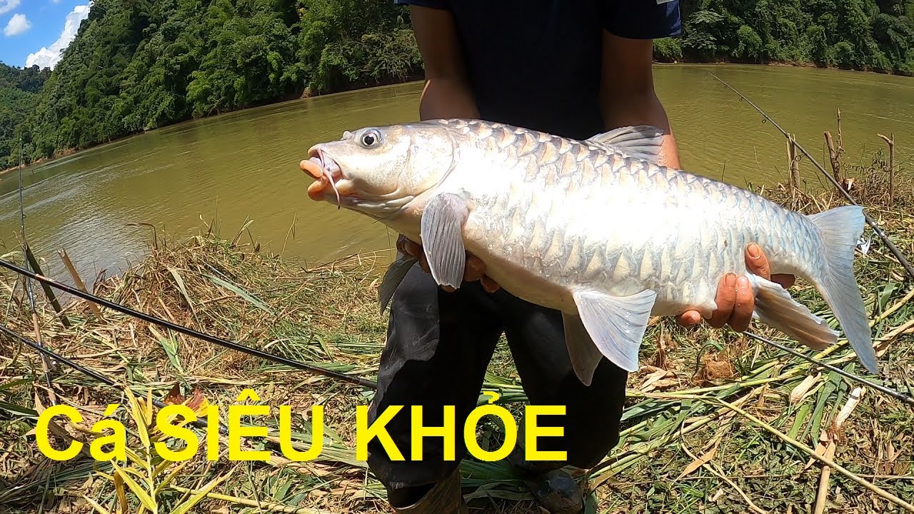 Câu lăng xê cá đụng CÁ KHỦNG SIÊU KHỎE ở Thủy điện Đồng Nai 5 | 27-8-2023