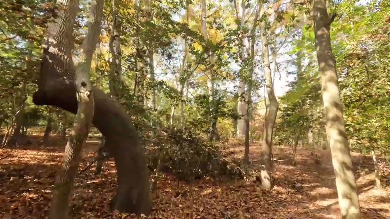 Hiking the Holly Marsh Trail at Widewater State Park