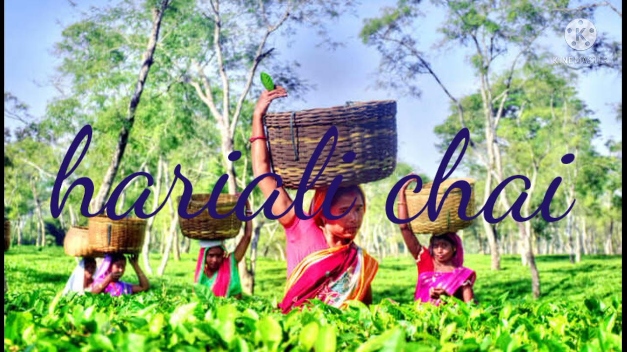 the North East India tea