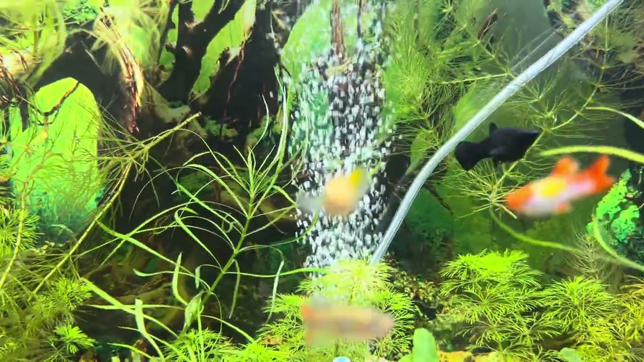 Privind Peștii… și Uitând de Griji