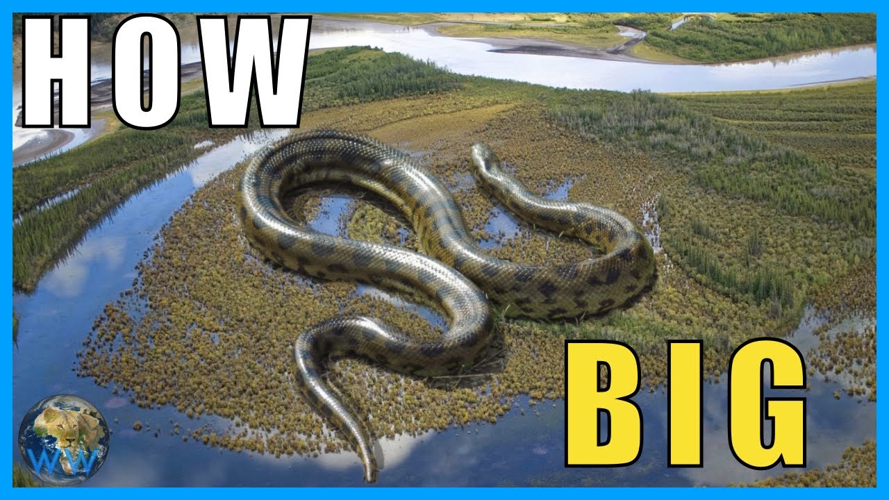 Насколько большой на самом деле может быть анаконда?