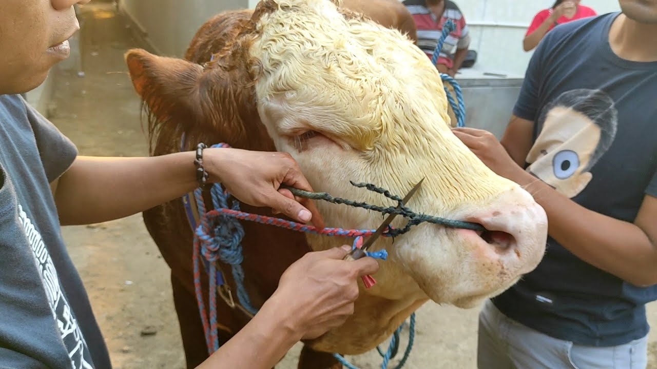 Cara Mengganti tali Keluh Sapi Dengan Mudah
