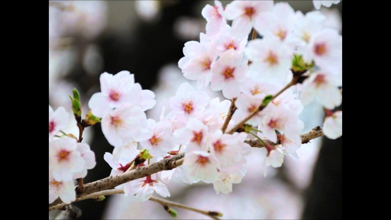 英語であそぼ - Pease Porridge Hot