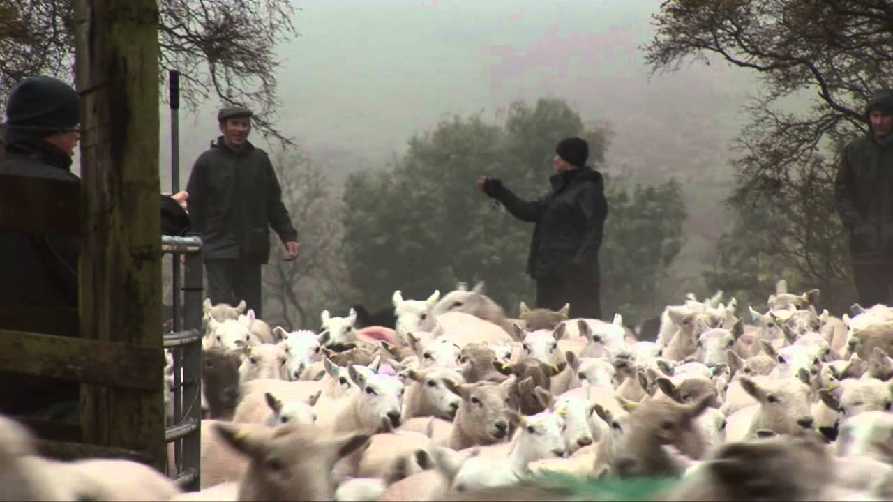 Tune for the blood Sheep Gathering Black Hillmov