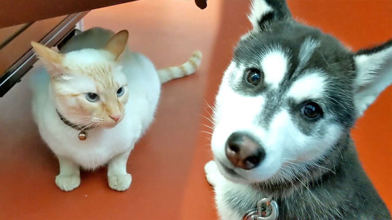 Husky Puppy Meets a Cat !