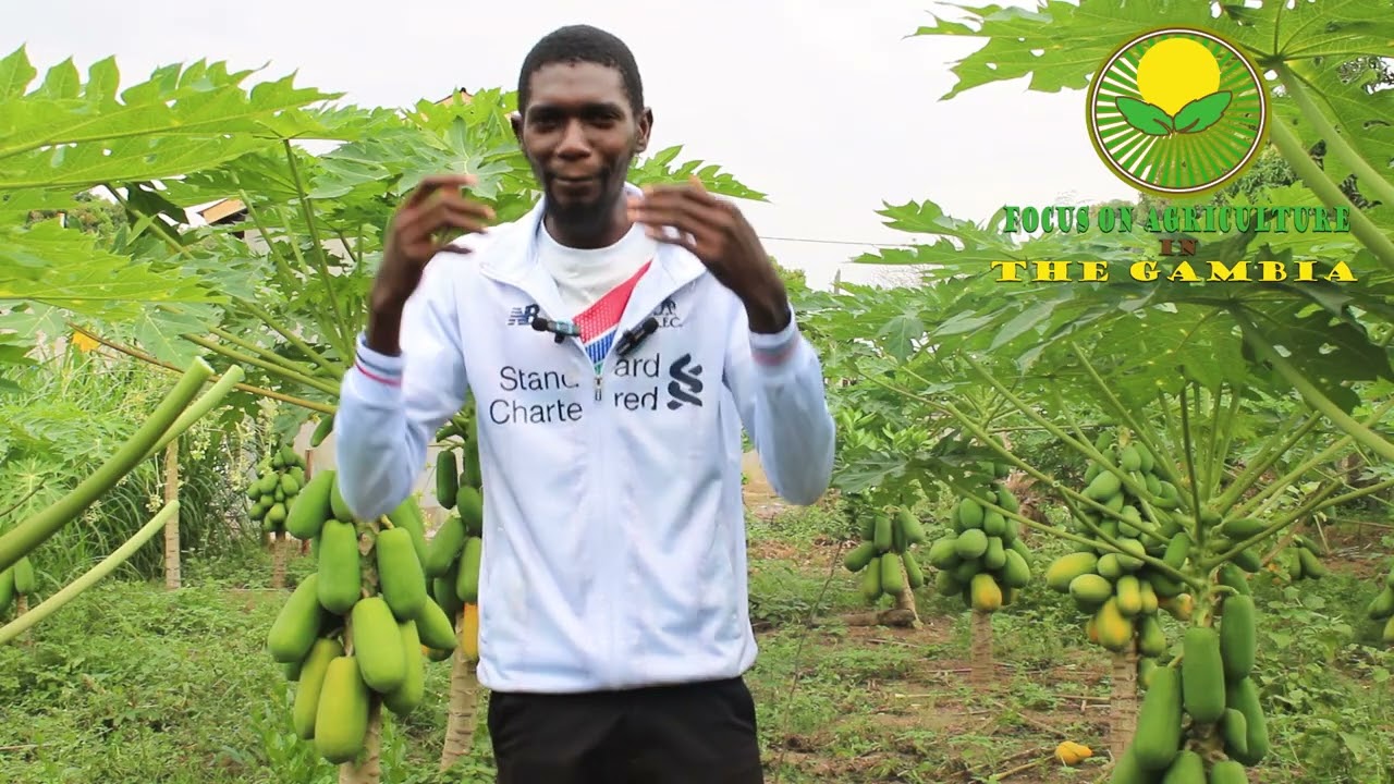 The Story Behind BayKart | Inspiring Gambian Agritech Journey 🌱🇬🇲 @Focus On Agriculture part1