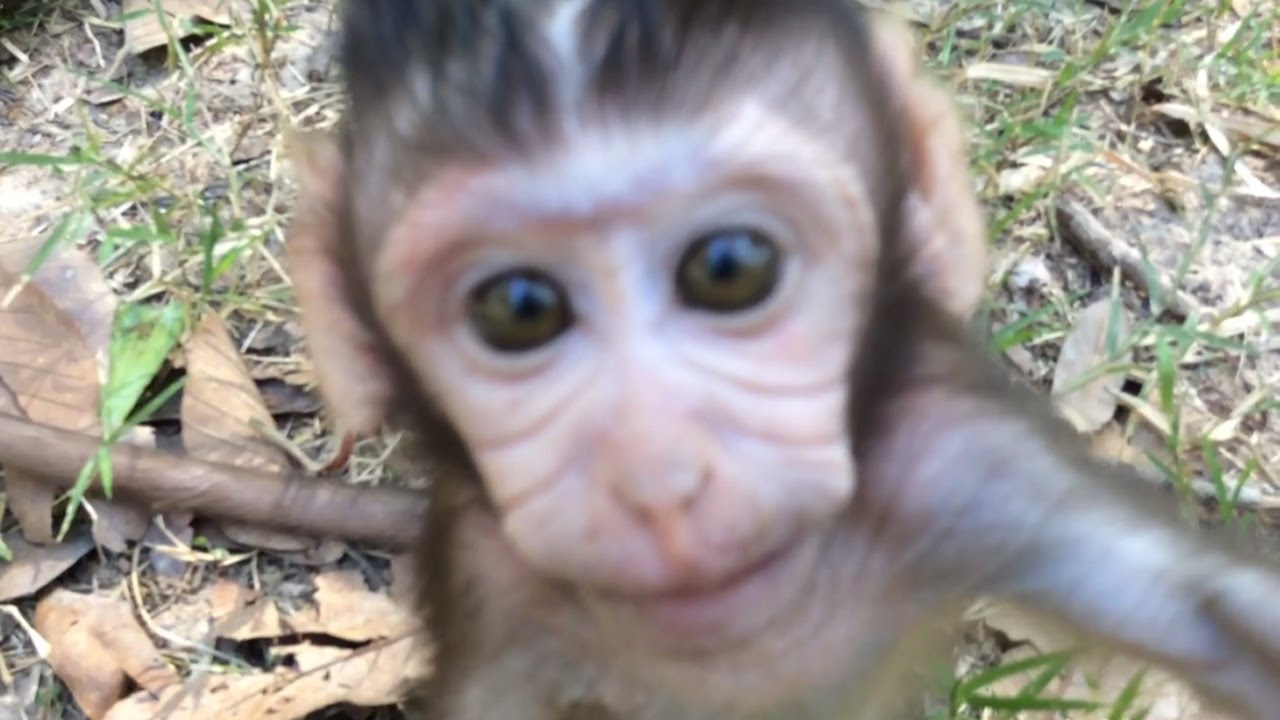 Funny Babies Monkeys - Cute Baby Monkey Playing With Friends So Funny