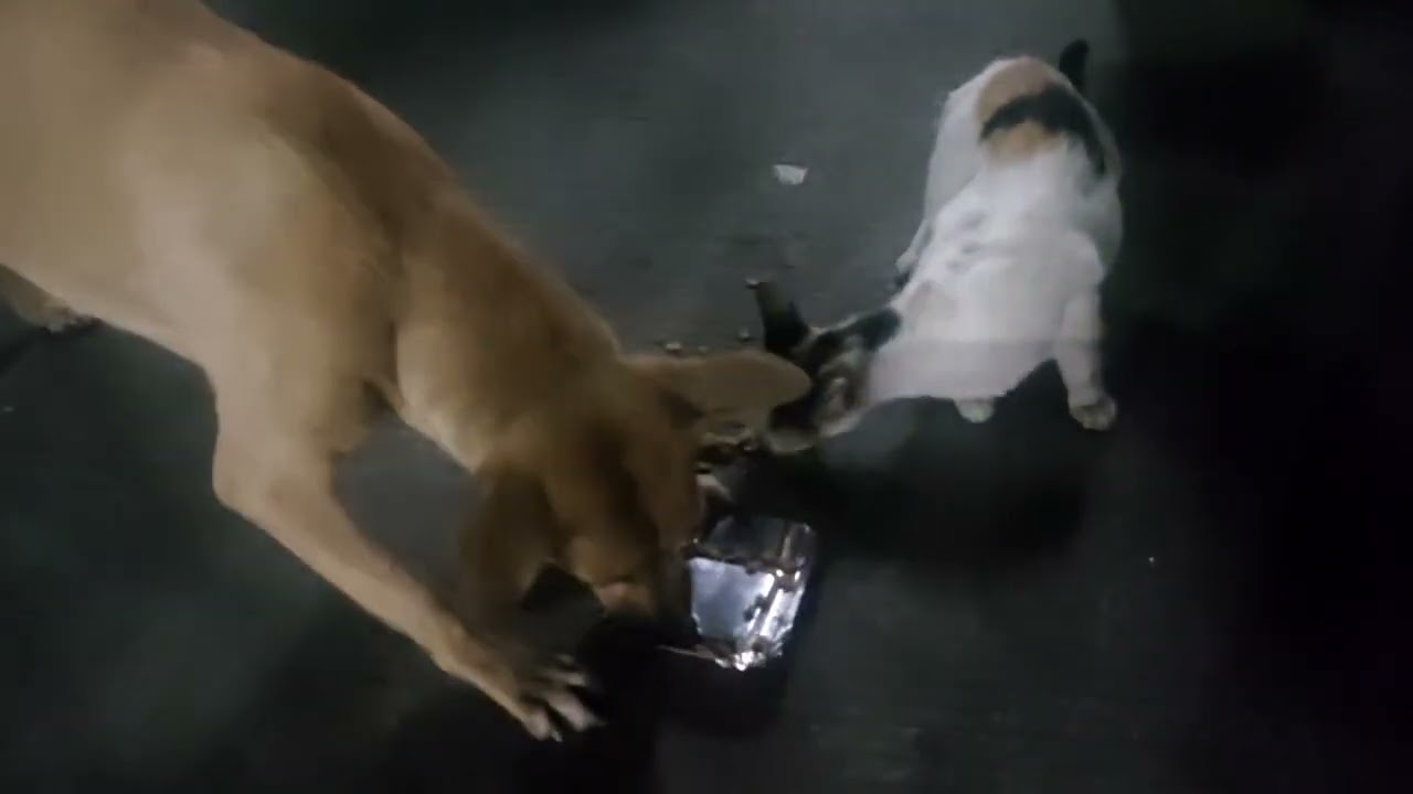 Help Save Stray Dogs and Cats &ndash; Every Life Matters ❤️