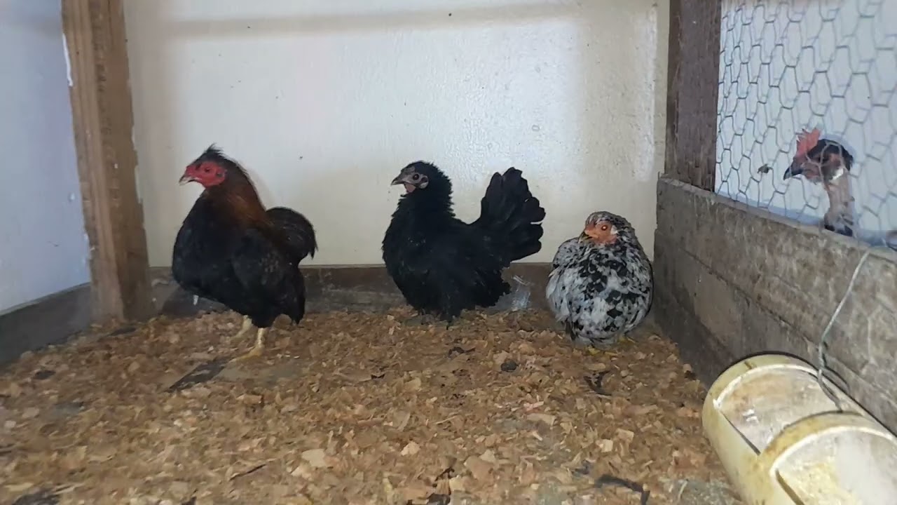 Chegou aves novas e vendi algumas do Criatório ( EP. 12 ) 