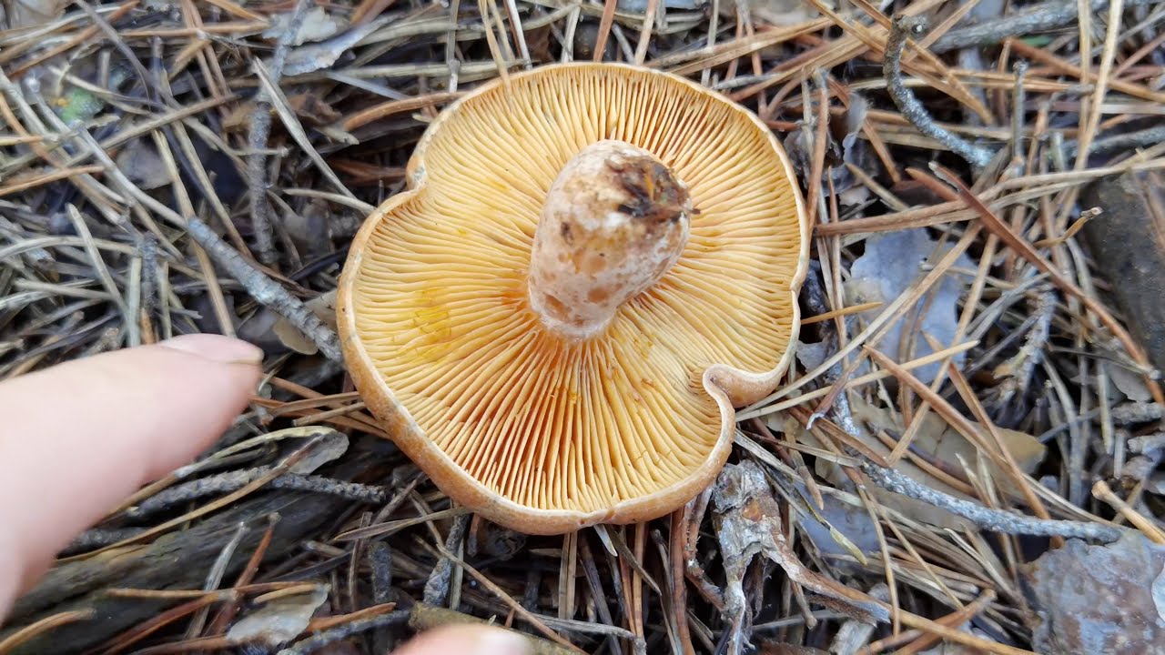 El misterio de niscalo... algo que es importante conocer antes de consumir est&aacute; seta.